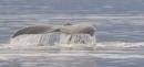 Humpback Whale Tail Frederick Sound: SE Alaska, Spring 2016